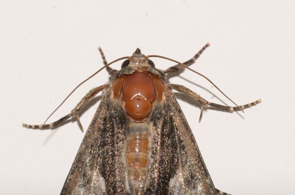 Noctuidae? S, Aedia funesta